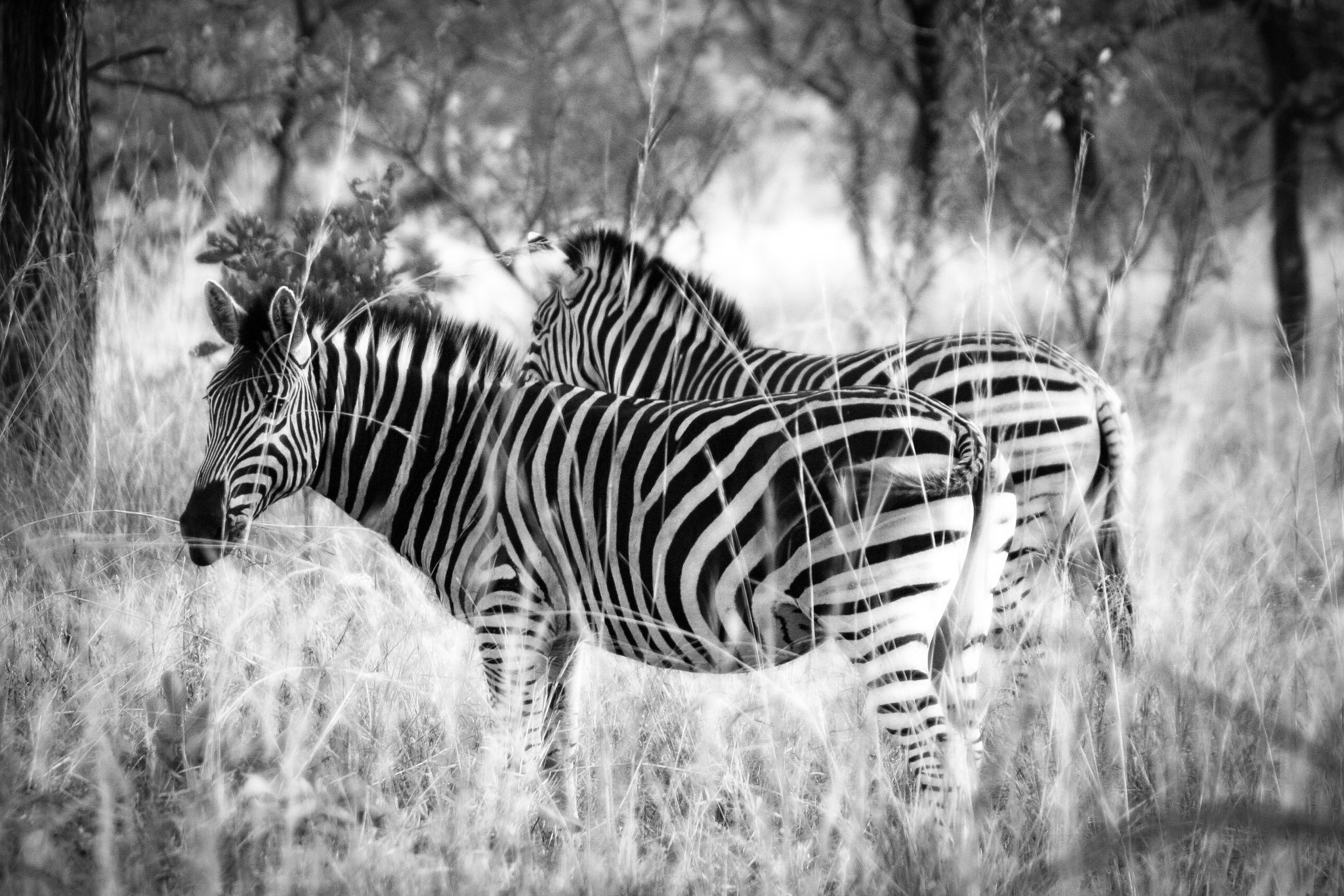 1 lueur diffuse IMG 2553